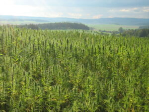 Ukrainian Hemp cannabis field