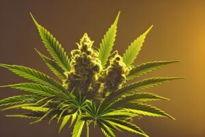 CzecHemp advocates for regulation of cannabinoid products