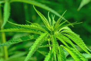 EIHA and its new standard in the CBD industry
