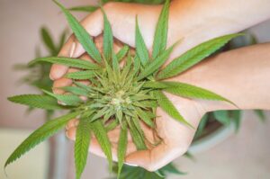 Cannabis cultivation for personal use in Czech Republic