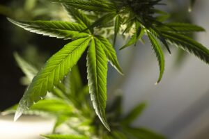 Marihuana lead hanfama austria cannabis
