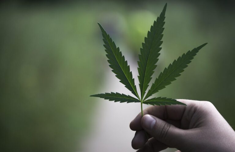 France: a new project on hemp and health began in Melle