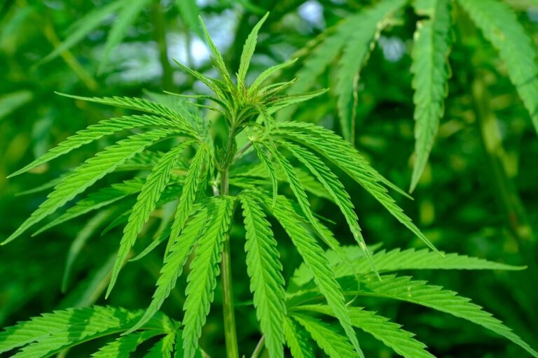 Stenocare & permanent medical cannabis legalization in Denmark