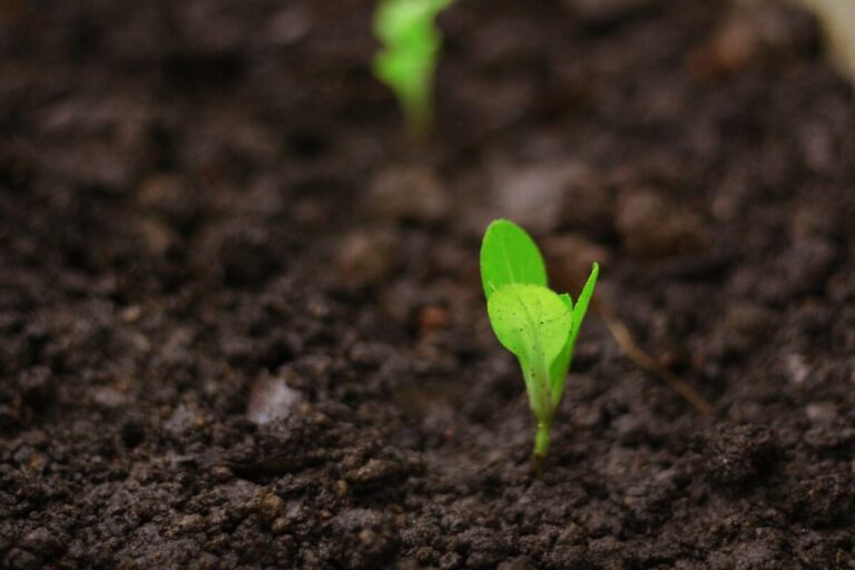 cantourage growth 2025