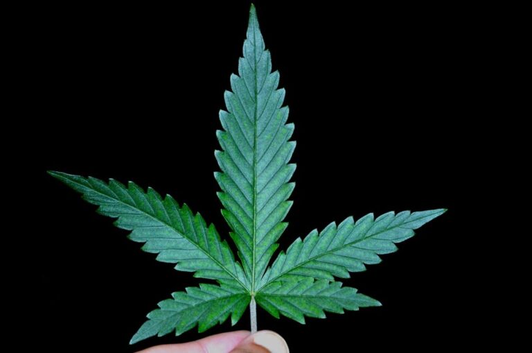 Italy’s Industrial Hemp Industry Faces Crisis
