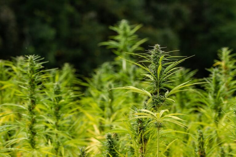 SYNBIOTIC's vision for the industrial hemp revolution