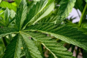 Czech Republic: home growing cannabis is insufficient
